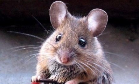 No son tiernas, transmiten la rabia a nuestras mascotas y muerte a nuestros seres queridos .