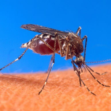 El dengue y paludismo son enfermedades que han llevado a la muerte.